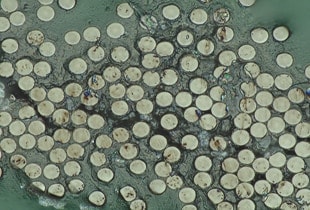 Observation and Measurement of Carbon Fibres Using Digital Microscopes