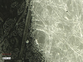 Top: differential interference contrast (DIC)/bottom: coaxial light
